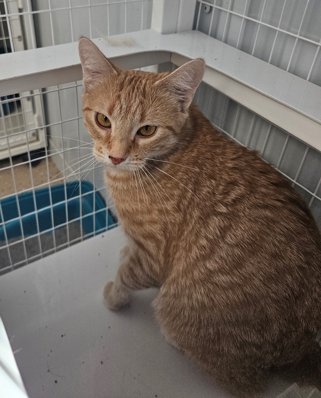 Official Website of the City of Sturgis, SD Available Pets (CATS)